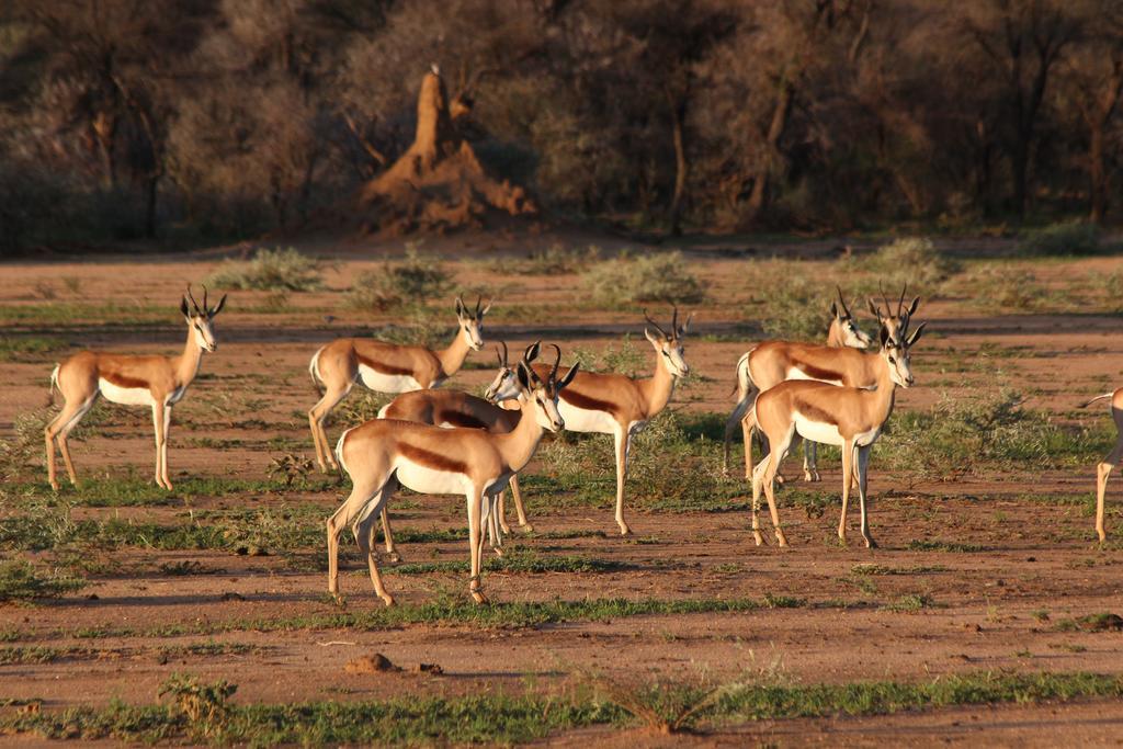 Haasenhof Gastefarm Villa Okahandja Esterno foto