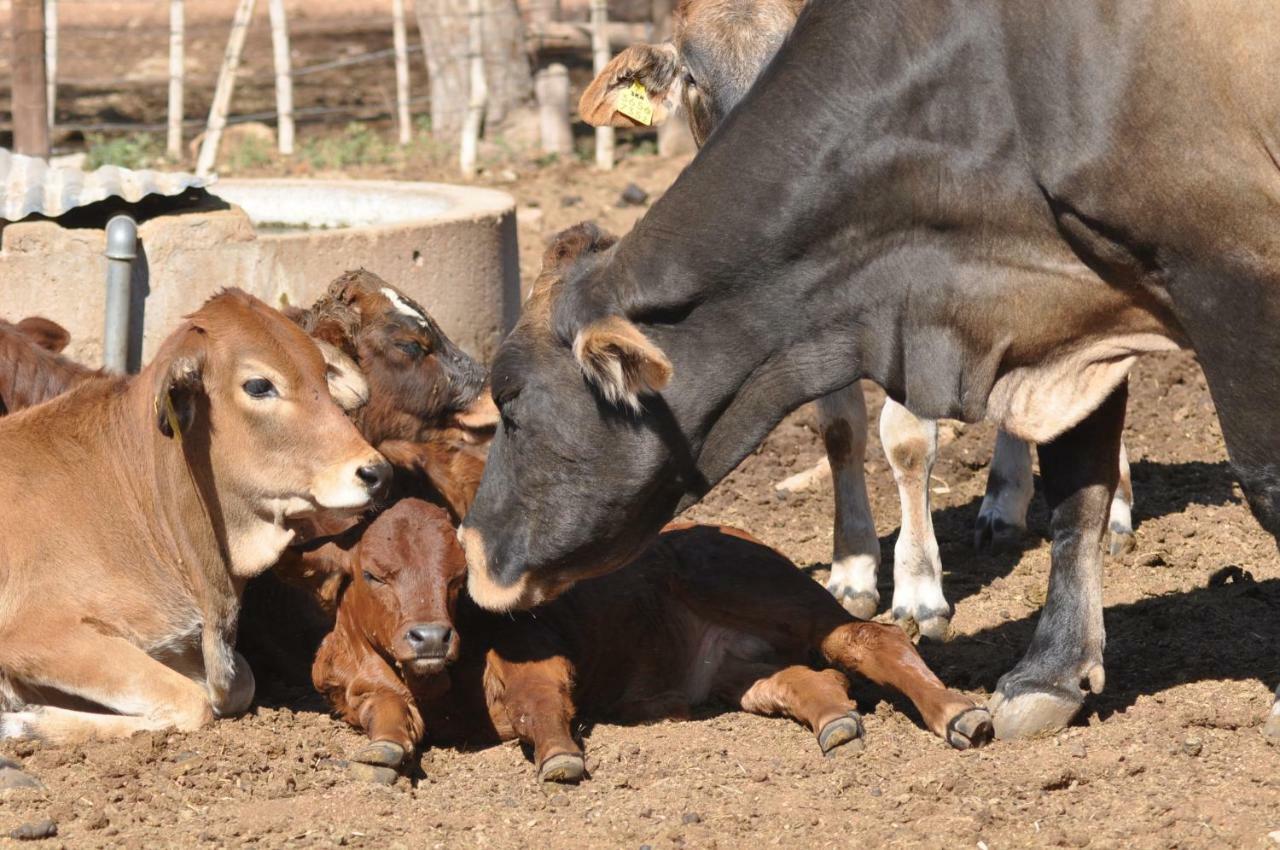 Haasenhof Gastefarm Villa Okahandja Esterno foto